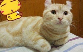 美国卷耳猫会游泳吗 美国卷耳猫游泳训练