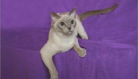 如何训练东奇尼猫不咬人 东奇尼猫咬人解决办法