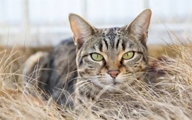 中国狸花猫怎么训练 狸花猫训练技巧