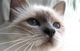 怎么训练伯曼猫睡猫窝 幼猫训练时注意事项