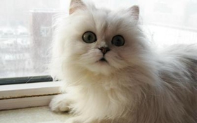 怎么训练金吉拉猫不叫 金吉拉猫不乱叫训练方法