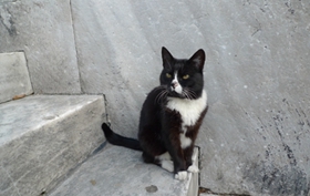 埃及猫咬人怎么办 如何训练埃及猫不咬人