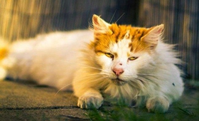土耳其梵猫怎么训练听话 土耳其梵猫不听话解决办法