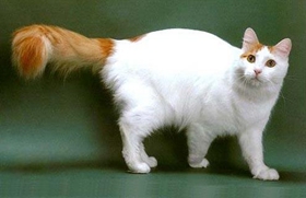 土耳其梵猫不会游泳怎么办 土耳其梵猫游泳训练