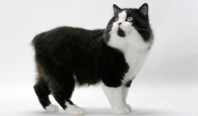 如何训练威尔斯猫打滚 美食诱惑训练法