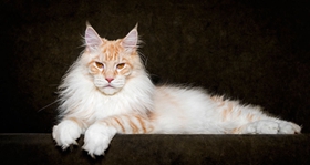 多大开始调教西伯利亚猫 猫咪调教时间介绍