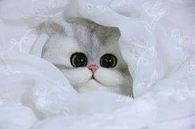 金吉拉猫怎么训练 猫咪训练六大原则
