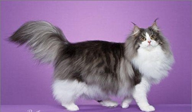 挪威森林猫怎么训练 猫咪训练注意事项