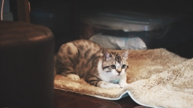 如何训练美国短尾猫不怕水 短尾猫怕水训练方法