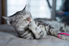美国短尾猫不听话怎么办 美国短尾猫乖巧训练法
