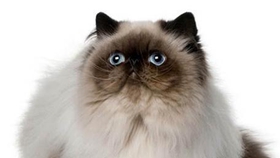 喜马拉雅猫怎么训练 猫咪训练注意事项