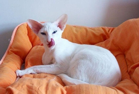 如何训练东方短毛猫不咬人 猫咪咬人要及时制止