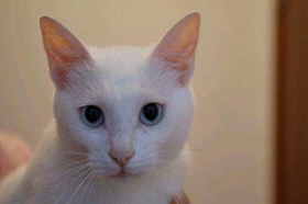 山东狮子猫怎么训练上厕所