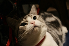 怎么训练美国短毛猫定点排便 美短上厕所训练