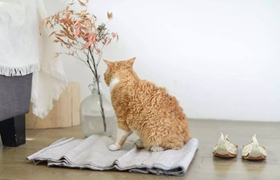 塞尔凯克卷毛猫怎么训练 塞尔凯克卷毛猫训练方法