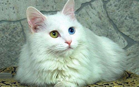 如何训练土耳其梵猫用马桶 土耳其梵猫马桶使用方法