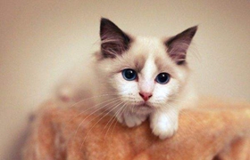 怎么训练伯曼猫不咬人 伯曼猫训练方法