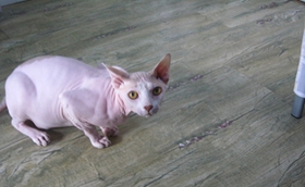 怎么训练加拿大无毛猫用马桶
