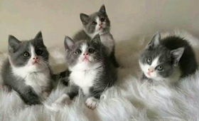 怎么训练蓝猫记住自己名字 俄罗斯蓝猫训练之记名字