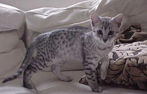 埃及猫怎么训练 埃及猫训练技巧