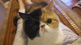 加菲猫乱撒尿怎么办 训练加菲猫不乱撒尿四个方法