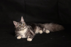 如何训练缅因猫不乱抓东西