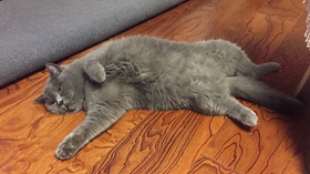 俄罗斯蓝猫怎么训练 快乐蓝猫训练法