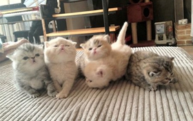 如何训练加菲猫不钻被窝 宠物猫不钻被窝的方法