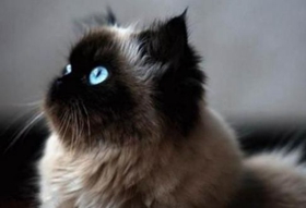 怎么训练喜马拉雅猫睡在猫窝 反复训练养成习惯