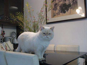 如何训练猫不上桌子 猫咪训练之不上桌子