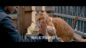 怎么训练猫击掌 猫咪击掌调教视频分享