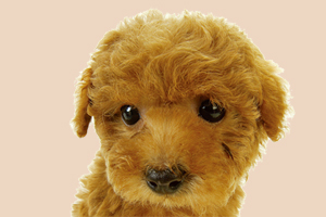 泰迪犬泪痕怎么治