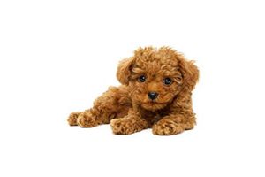 贵宾犬毛怎么护理
