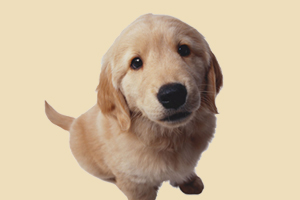 金毛犬如何养