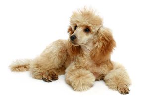 贵宾犬不吃东西怎么办