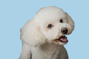 怎么给比熊犬洗澡