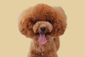 贵宾犬为什么喜欢叫