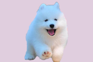 如何给萨摩幼犬洗澡