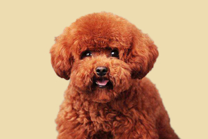 泰迪犬泪痕怎么洗
