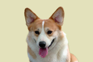怎么让柯基听话