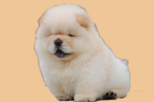 松狮犬掉毛是怎么回事