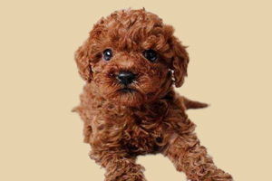 泰迪犬什么东西不能吃