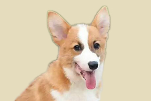 柯基犬如何去体味