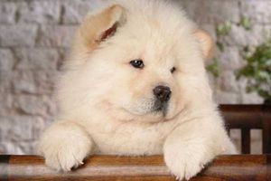 松狮犬为什么流眼泪