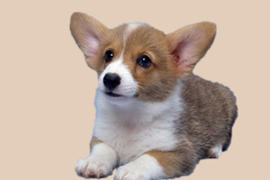 柯基犬掉毛厉害怎么办