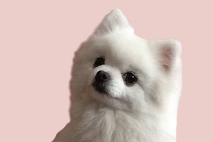 博美幼犬吃的少怎么办