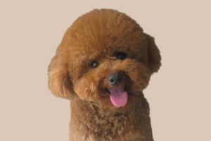 小泰迪如何驱虫