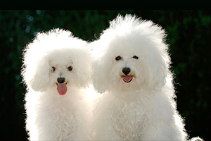比熊犬有泪痕怎么治