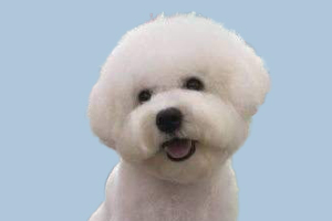 比熊犬什么时候来月经