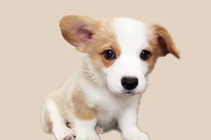 柯基幼犬挑食怎么办